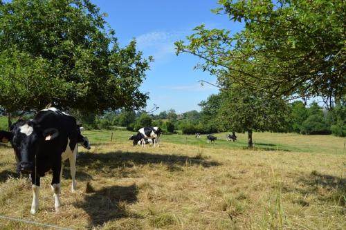 les vaches devant la maison...